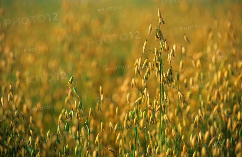 Harvest of common oat