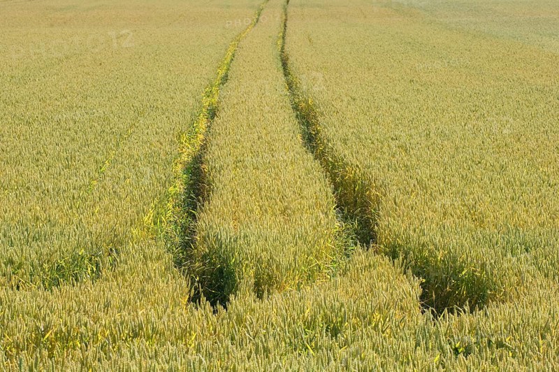 Wheat