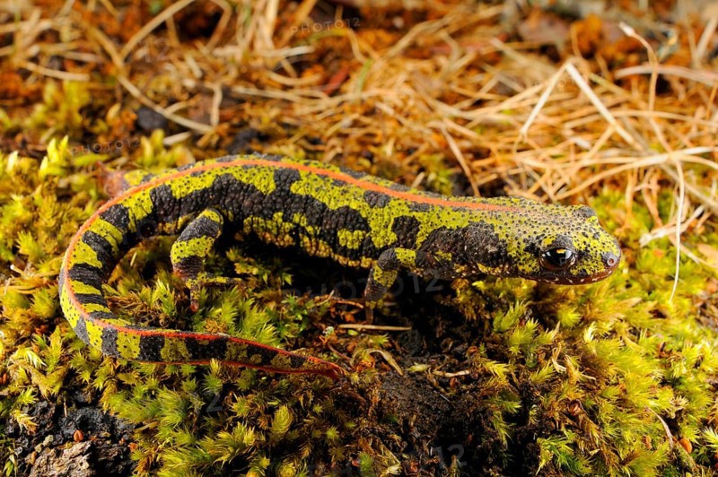 Marbled Newt