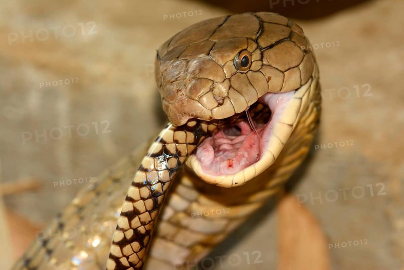 King Cobra
