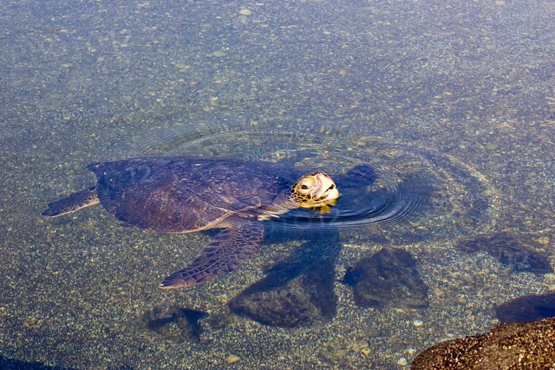 Chelonia mydas agassizi