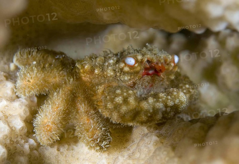 Round crab