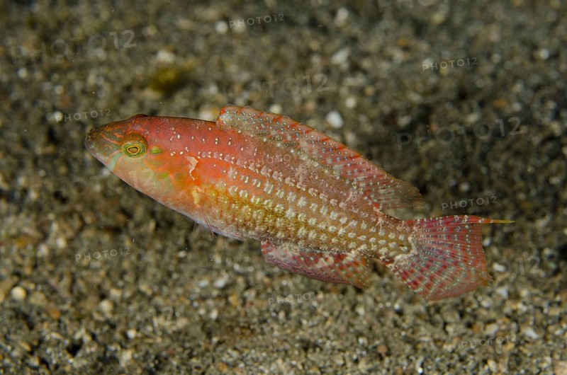 Two-spot Wrasse