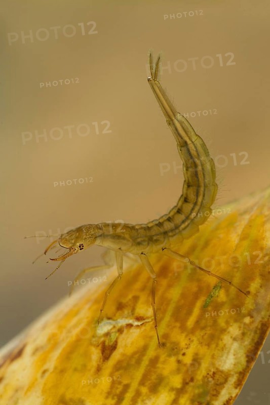 Great diving beetle