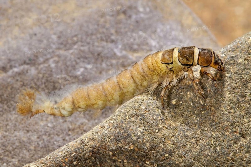 Larva of the marble sedge cassowary fly
