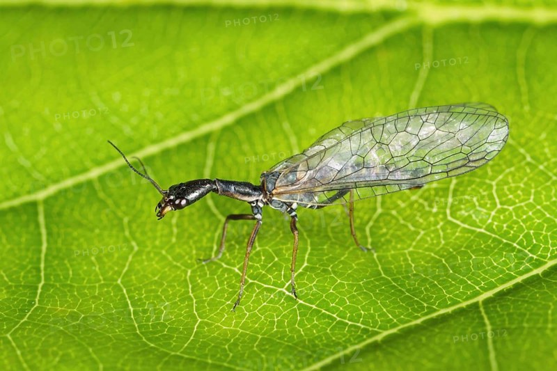 Snakefly