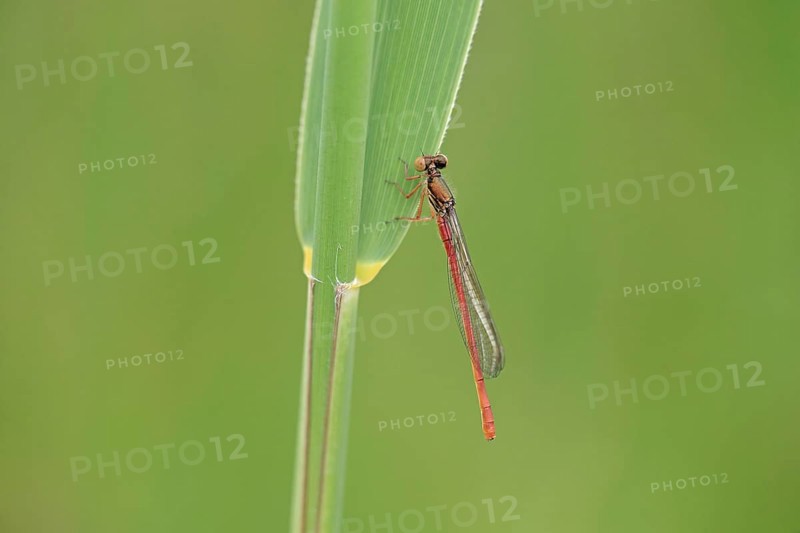 Scarlet damselfly