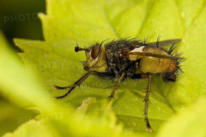 Tachinid fly