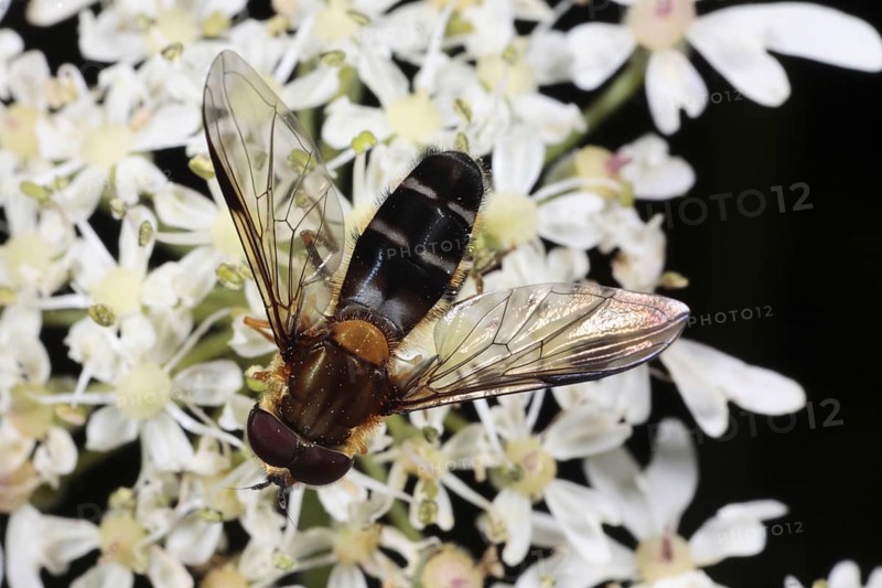 Hoverfly