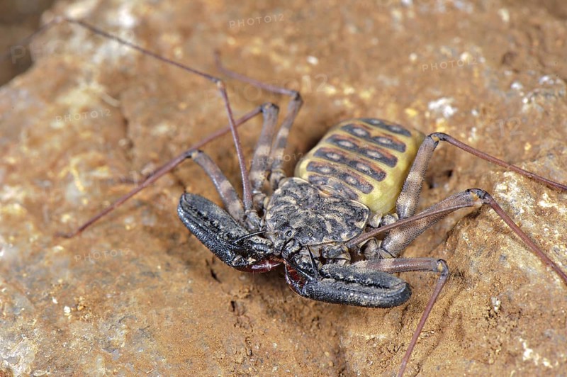 Variegated Tailless Whip whipscorpion