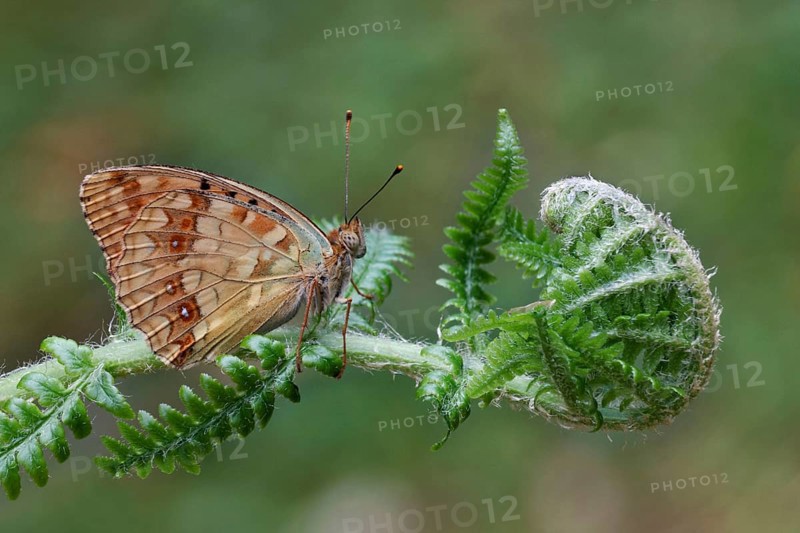 High Brown Fritillary