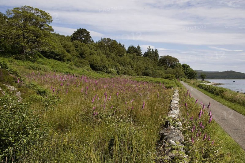 Field of Foxgloves on the Isle of Jura