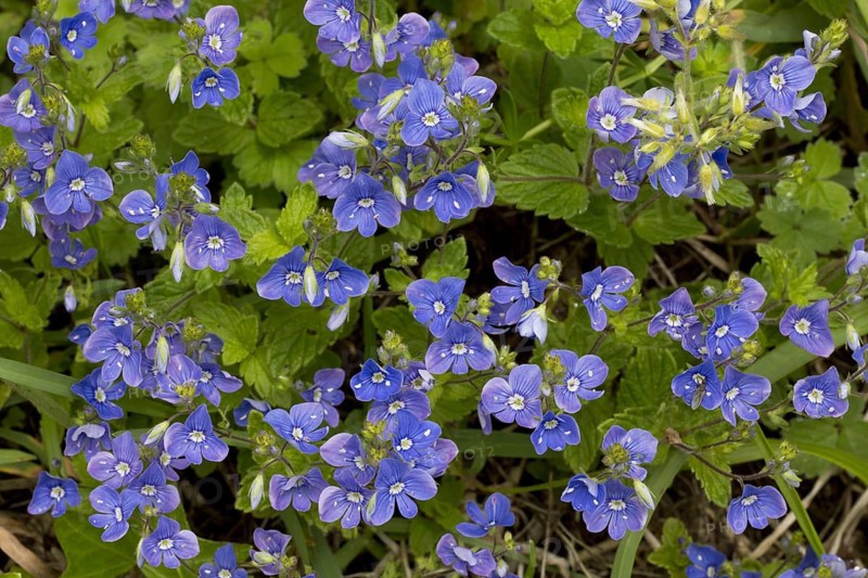 Germander Speedwell