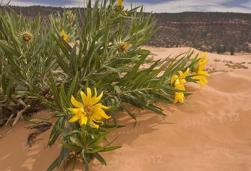 Flowering Badlands muleteers