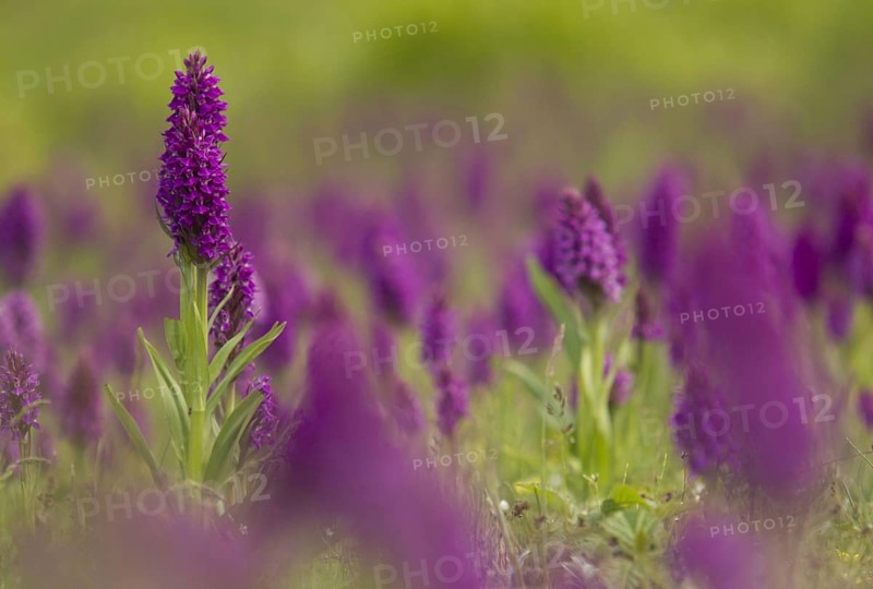 Southern Marsh Orchid
