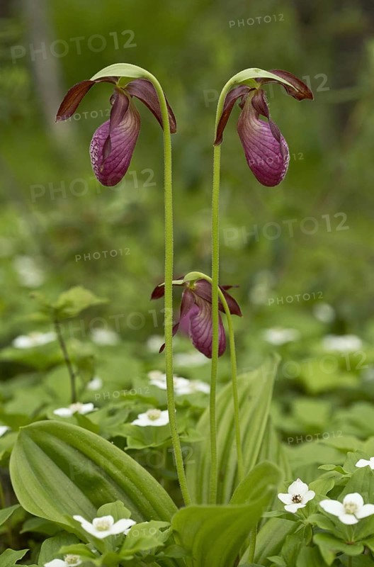 Stemless Lady's Slipper