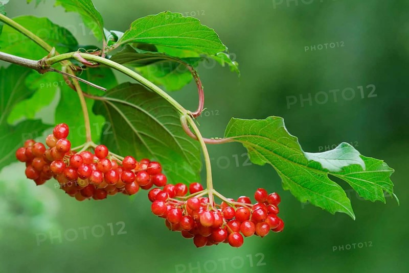 Guelder Rose
