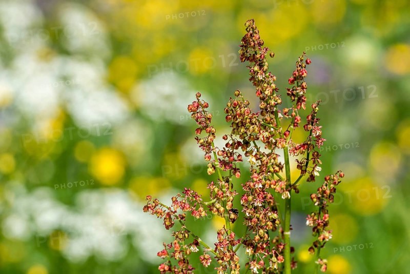 Common sorrel