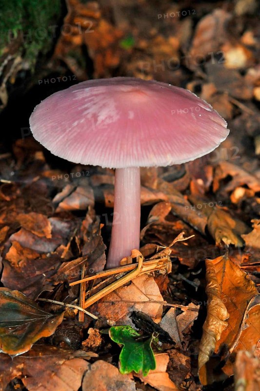 Rose Bonnet
