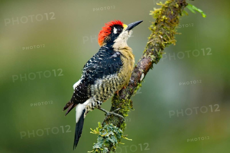 Black-cheeked Woodpecker
