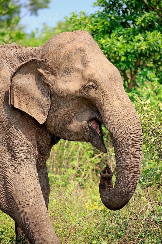 Sri lankan elephant