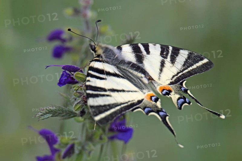 Sail butterflies