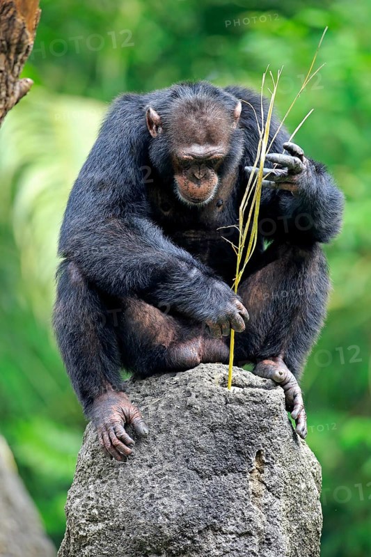 Chimpanzee
