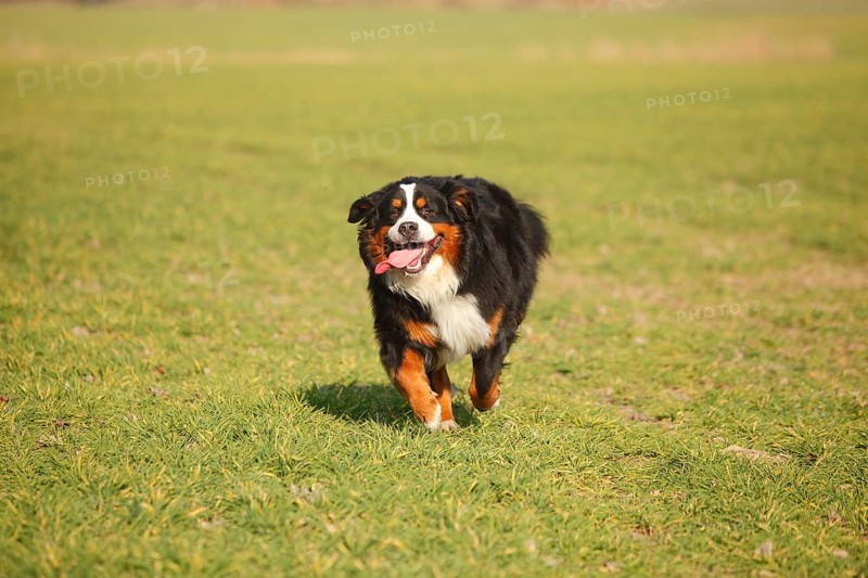 Bernese Mountain Dog