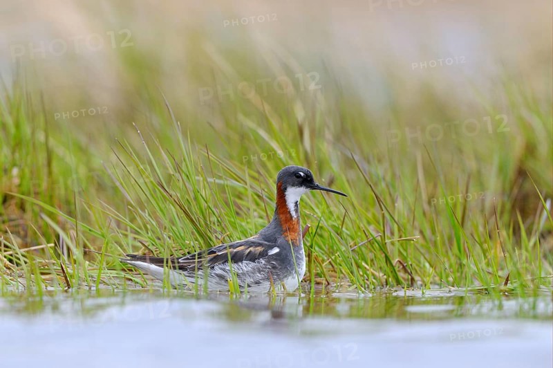 Red-necked Phalarope