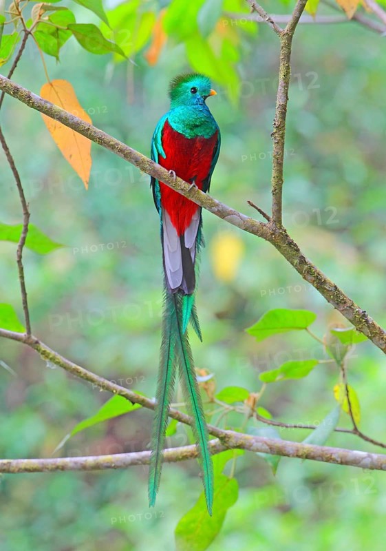 Quetzal