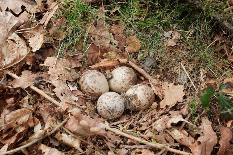 Eurasian woodcock