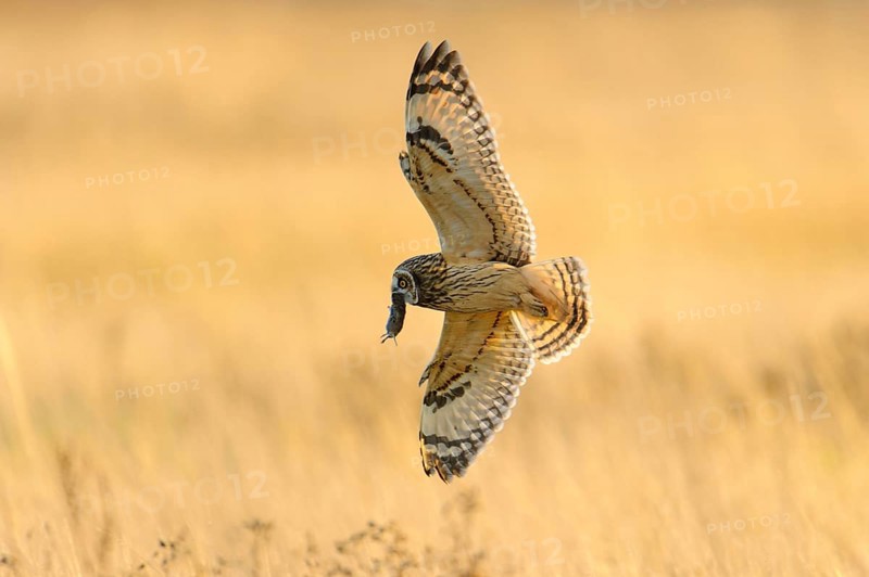 Short-eared Owl