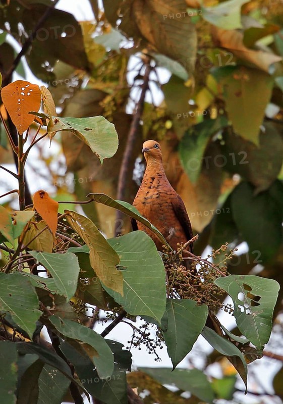 Little Cuckoo Dove