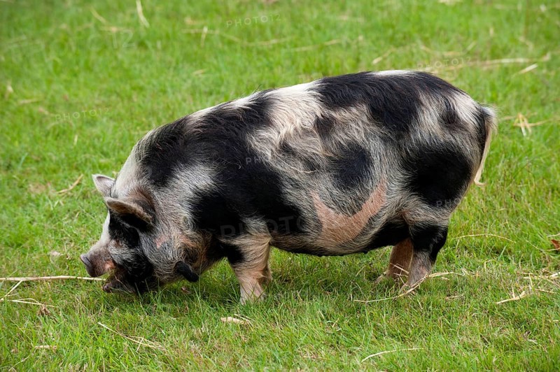 Domestic pig