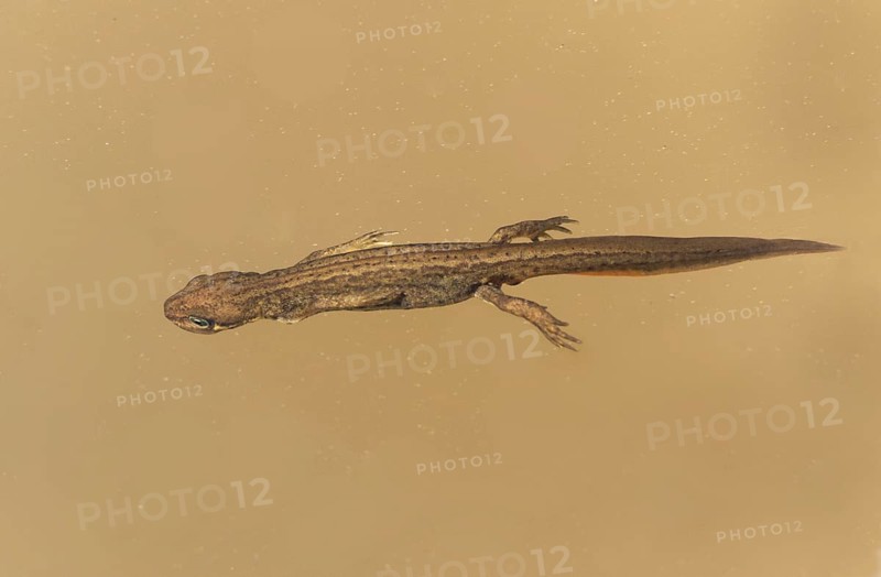 Pond Newt