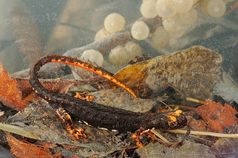 Northern Spectacled Salamander