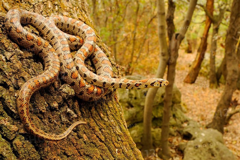 European ratsnake