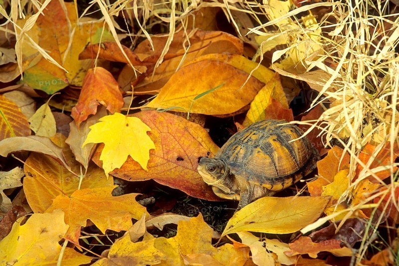 Eastern Box Turtle