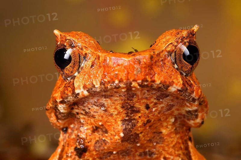 Toad frog