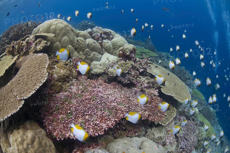 Yellow Pyramid Butterflyfish