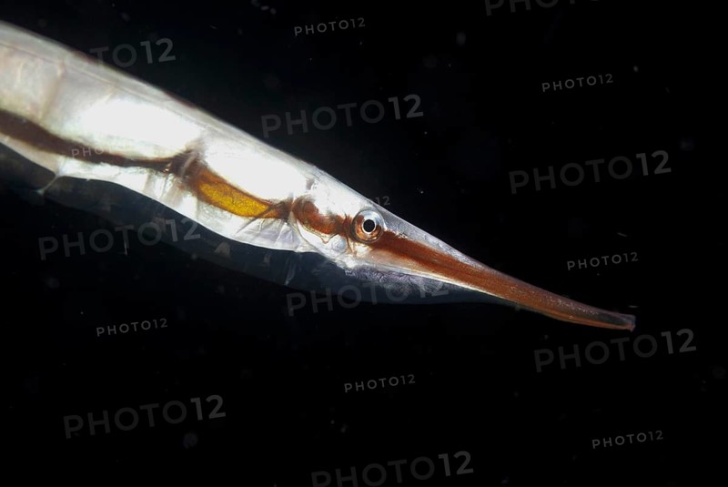 Amphisile scutata