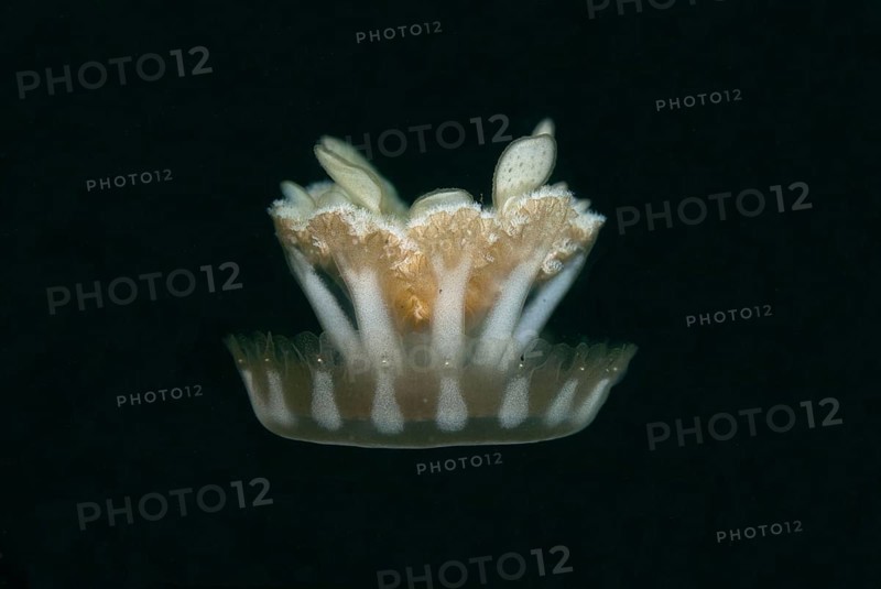 Upside-down jellyfish