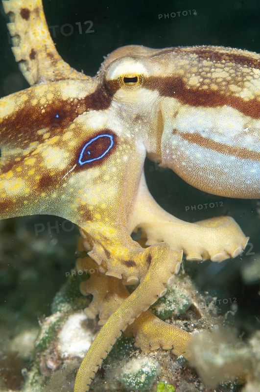 Poison Ocellate Octopus