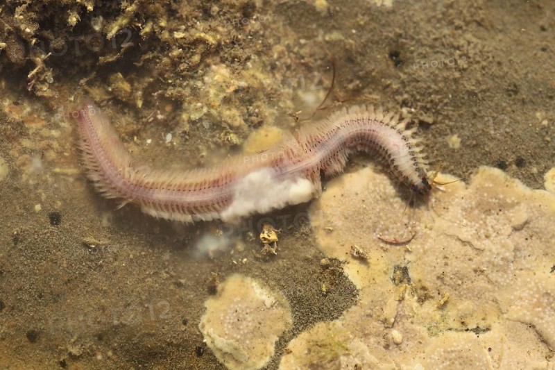 Paddleworm