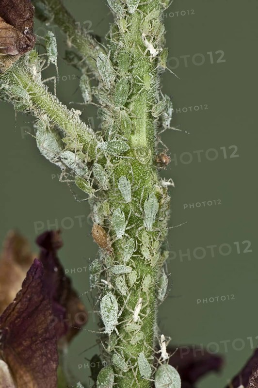 Lupine aphid
