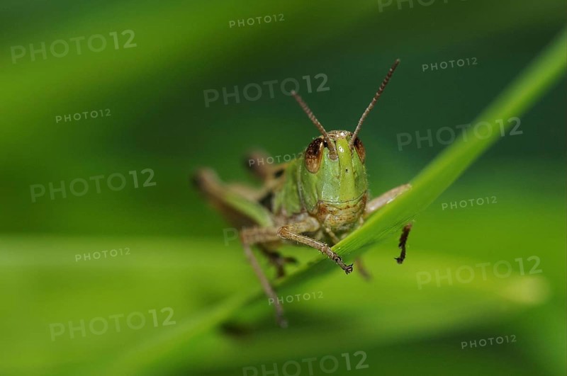 Meadow grasshopper
