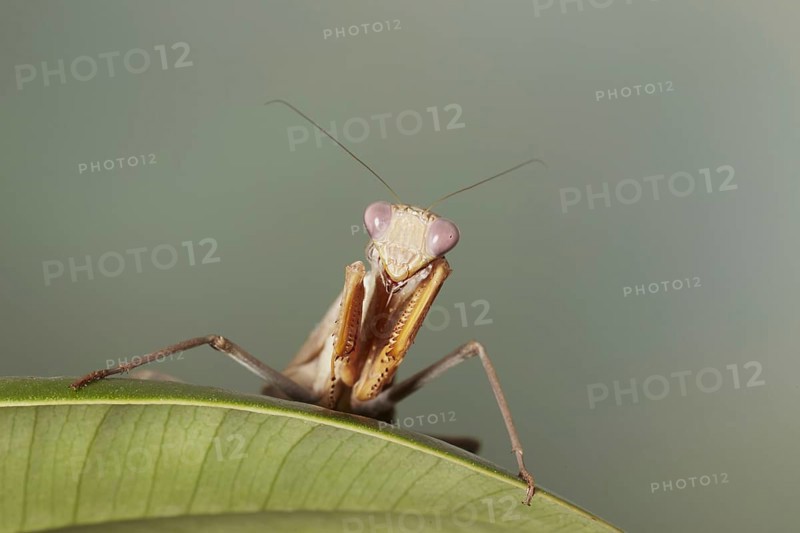 African mantis
