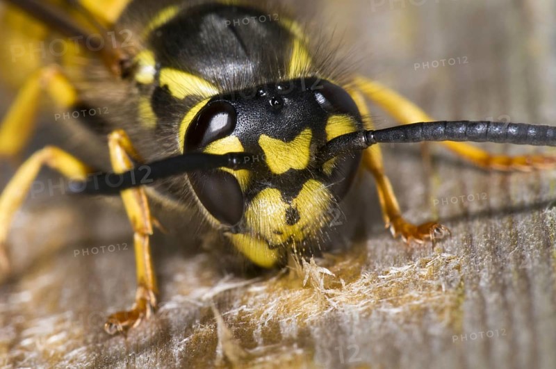 German Wasp