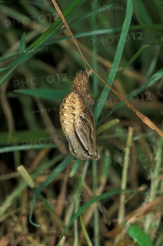 Maniola tithonus