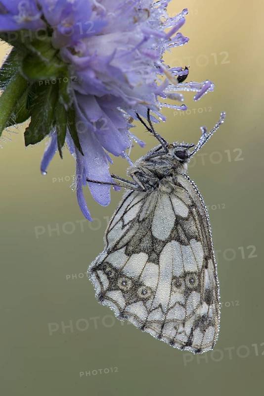 Marbled White